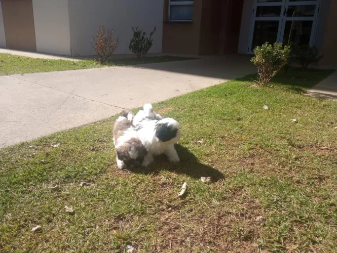 Vendo filhotes de shitzu macho 600.00