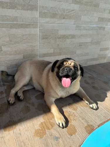 Vendo