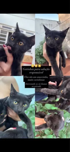 Gatinhas lindas para adoção