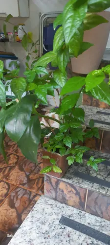Plantas a Venda 