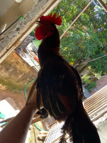 Galo