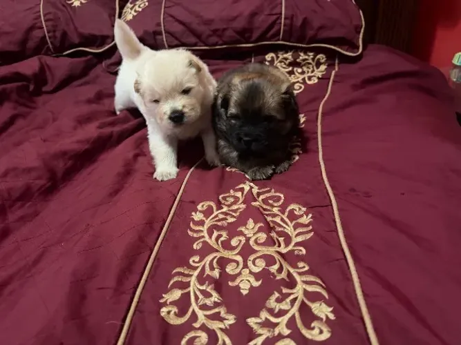 FILHOTE DE CACHORRO CHOW CHOW