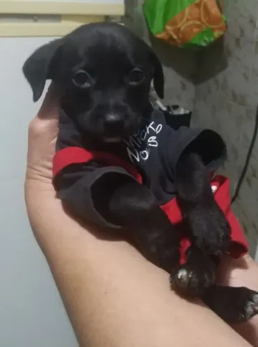 Filhote para adoção