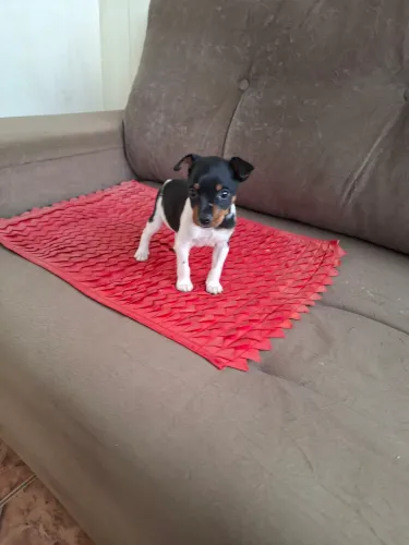 LINDO FILHOTE PINCHER VACINADO VERMIFUGADO