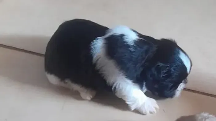 Shitzu ( preto e branco)(macho)