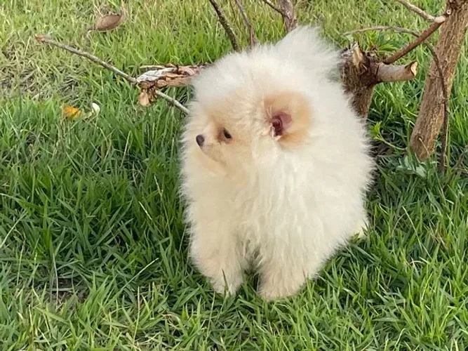 Spitz Lulu Padrão anão.