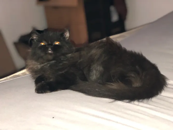 Gato persa