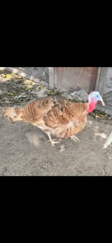 Vende se peru