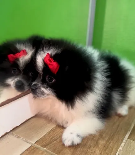 VENDA SPITZ ALEMÃO FÊMEA LULU DA POMERANIA