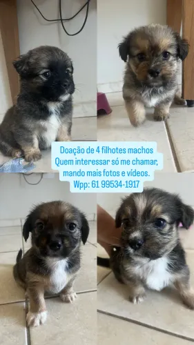 Doação de filhotes 