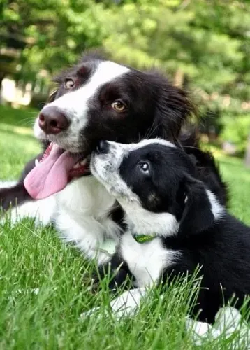 Border Collie Um amigo que inspira alegria