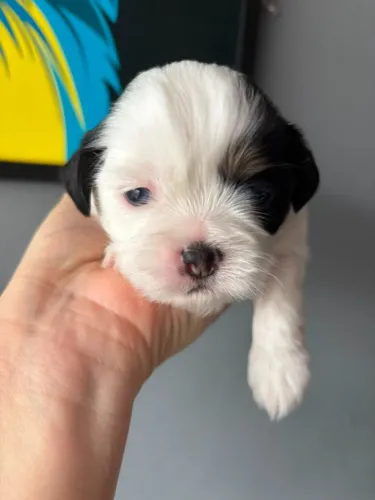 Filhote cachorro shitzu machinho olhos azul