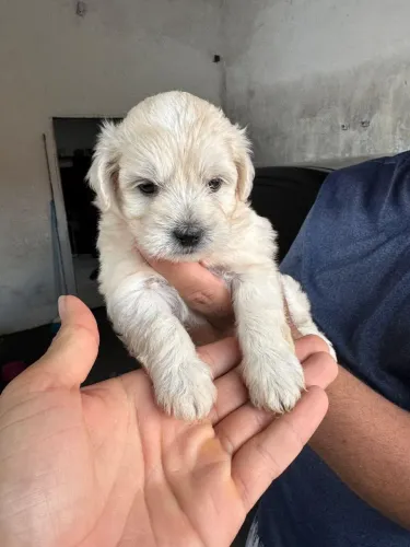 Filhote de pudlo com Shitzu 