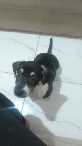 Adoção cachorrinho