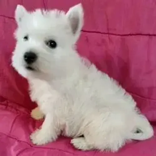 West Terrier Filhote Muito Carinhoso