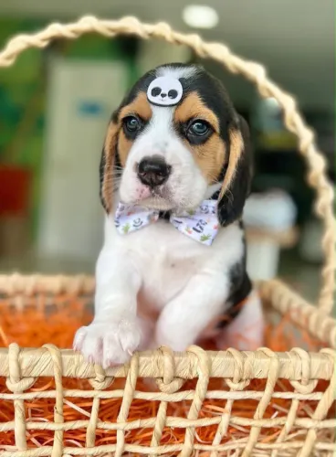 Beagle macho