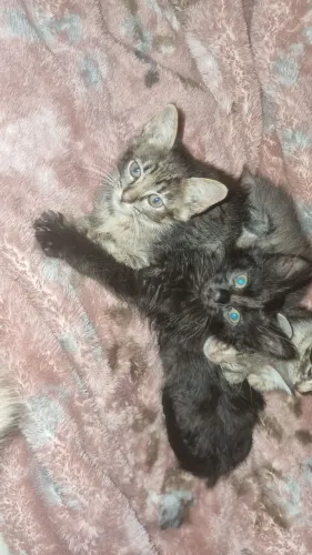 Gatinhos filhote