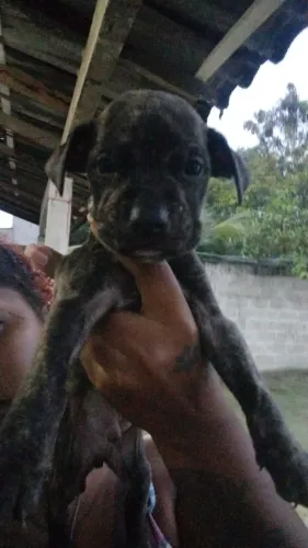 Filhotes para adoção 