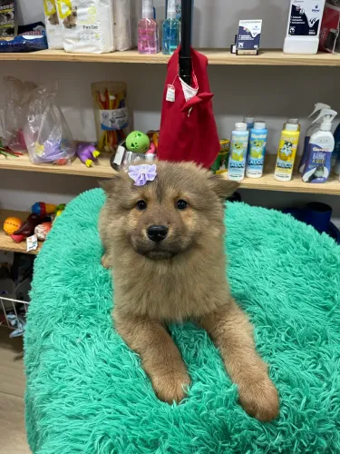 Chow chow fêmea