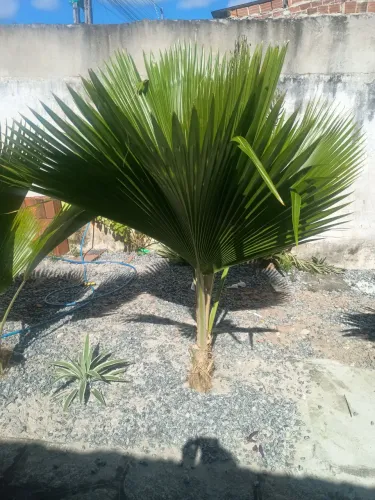 Palmeira leque