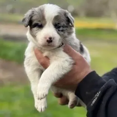 Border Collie,Border Collie Filhote Saudável e Inteligente para Excelente Companhia