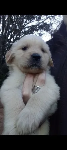 Filhote de golden retriever