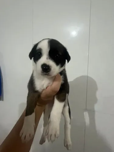 Cachorro vira lata filhote 