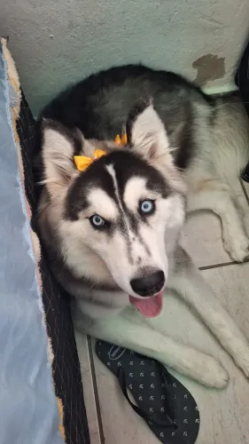 Husk siberiano fêmea