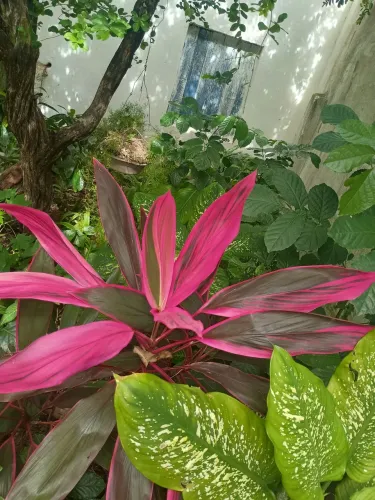Vende-se plantas
