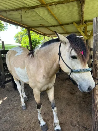 Cavalo