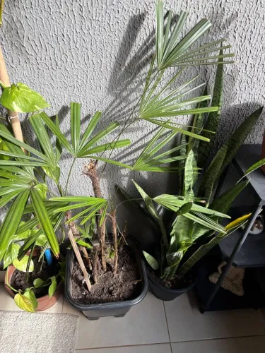 Plantas diversas 15 reais cada