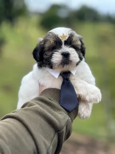 Lindinho Lhasa apso macho para você!