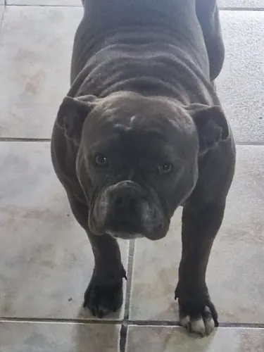 Vendo American bully