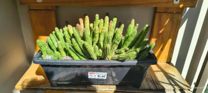 Cacto Amendoim (Echinopsis chamaecereus)