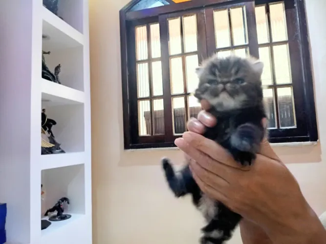 Gato persa 7000