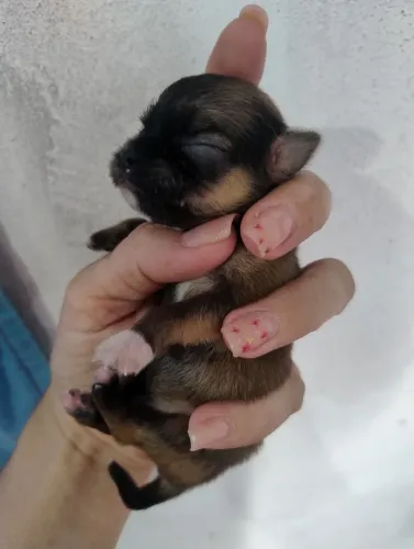 Machinho Chihuahua com pedigree CBKC 