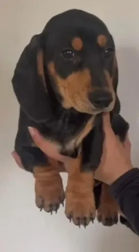 Basset teckel disponivel