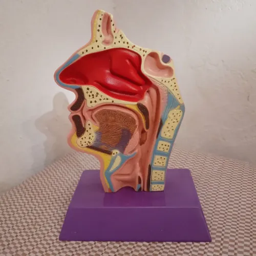 Peça de anatomia artificial.