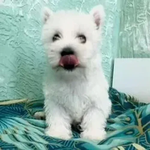 West Terrier Filhote Super Bonito