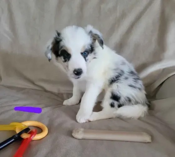 Filhotes de Border Collie | Amor em cada encontro.