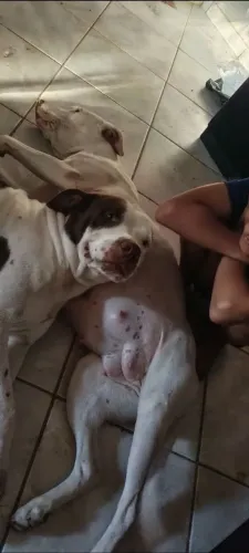 Doação de filhotes de Pitbull 