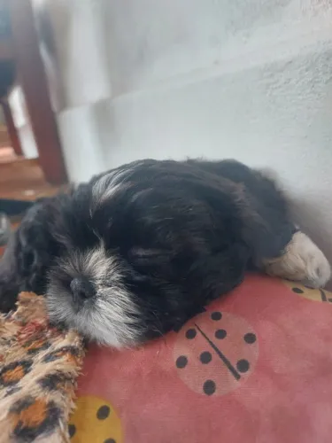Filhote de shih tzu macho