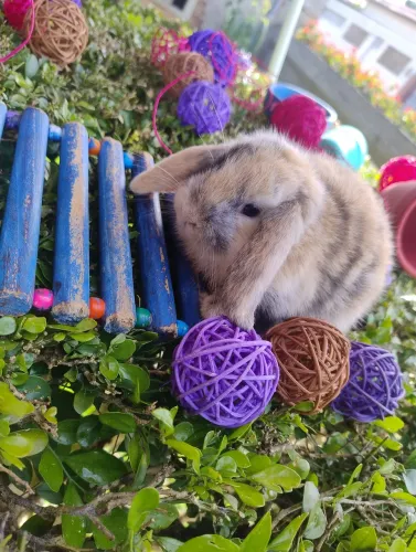 Coelho mini Lop disponível