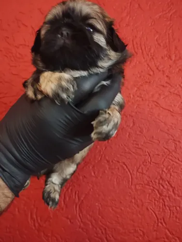 Vendo macho raça shtizu