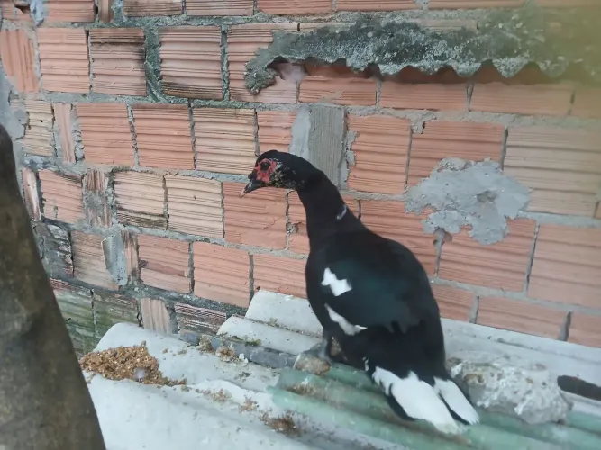 Pato gamela cruzamento com asa branca.