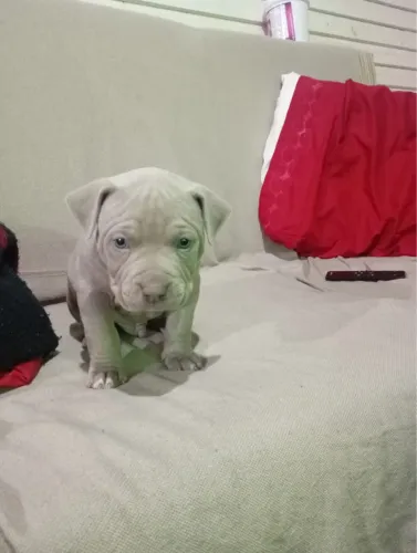 Pit Monster disponíveis 