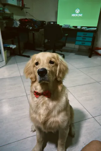 Golden Retriever