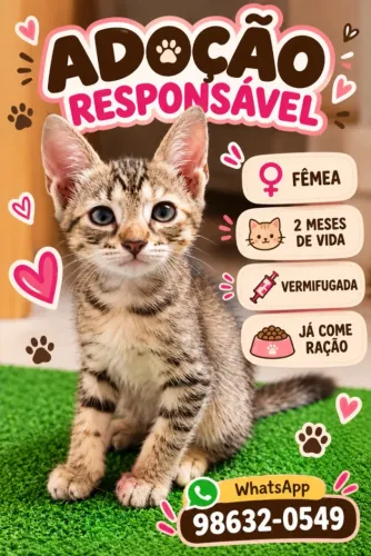 Gatinha para adoção responsável