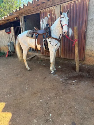 Cavalo mangalarga marcha picado é bom de lida