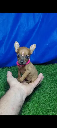 Pinsher femea e macho miniatura para entregar
